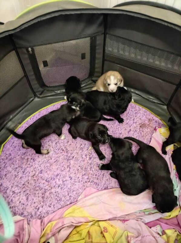 Siberian Husky puppies for sale in Thetford, Norfolk – 4 weeks old - Image 3 of 4