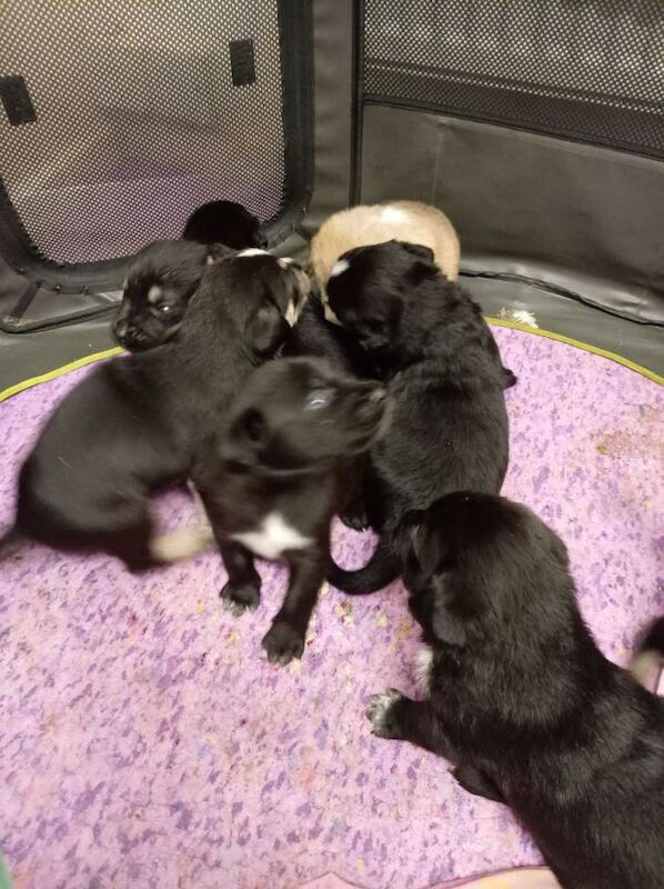 Siberian Husky puppies for sale in Thetford, Norfolk – 4 weeks old - Image 4 of 4