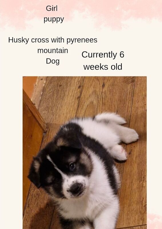 Husky cross pyrenees mountain dog puppies for sale in Carlton, Nottinghamshire