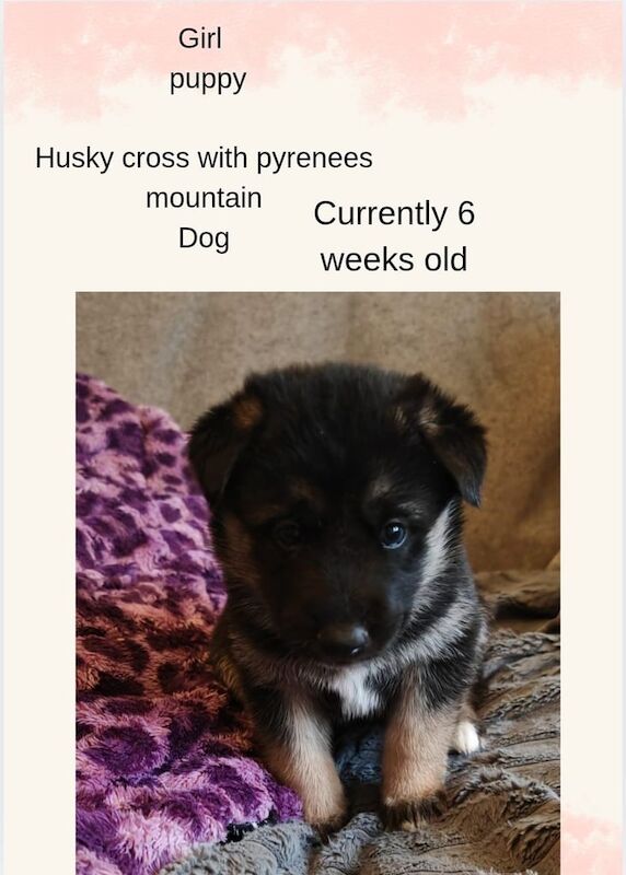 Husky cross pyrenees mountain dog puppies for sale in Carlton, Nottinghamshire - Image 2