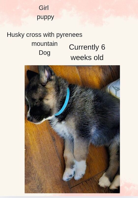 Husky cross pyrenees mountain dog puppies for sale in Carlton, Nottinghamshire - Image 3