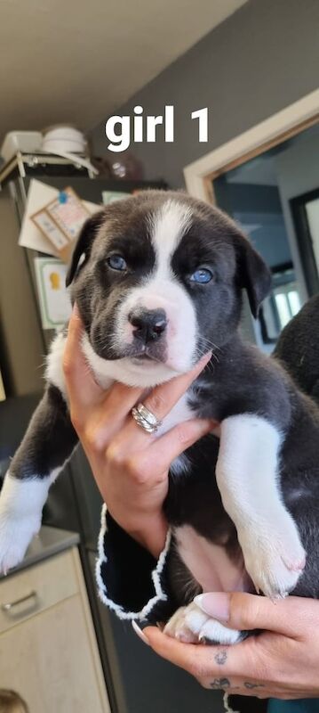 Siberian Husky puppies for sale in Leicester, Leicestershire – 5 weeks old - Image 2 of 5