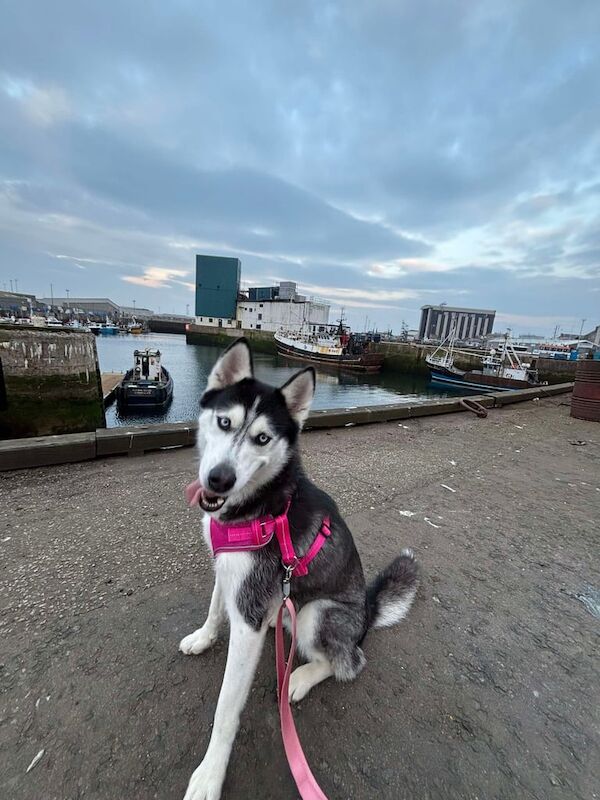 Husky for rehoming for sale in Peterhead, Aberdeenshire