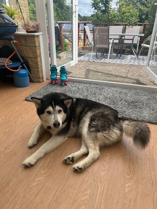 Husky for Rehoming for sale in Bradford-on-Avon, Wiltshire
