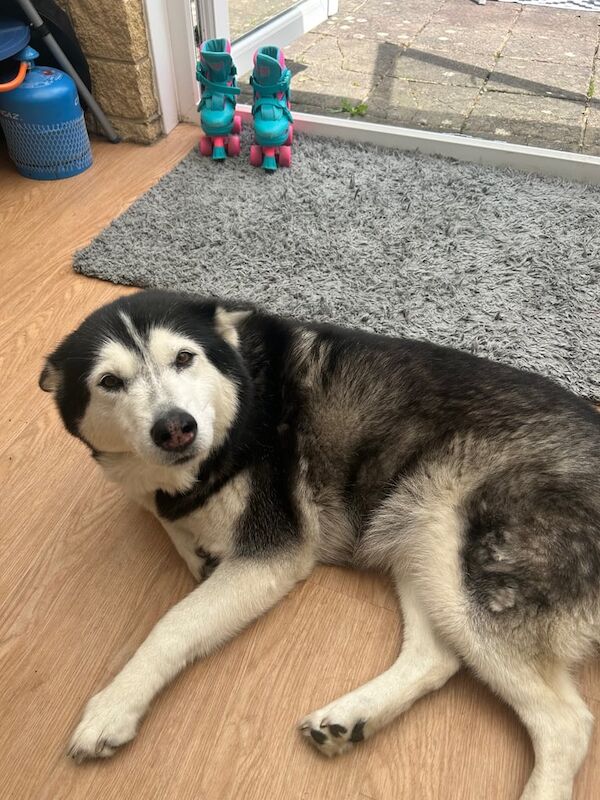 Husky for Rehoming for sale in Bradford-on-Avon, Wiltshire | Image 2