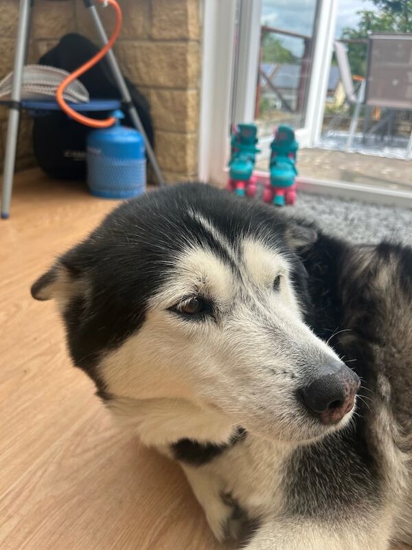 Husky for Rehoming for sale in Bradford-on-Avon, Wiltshire | Image 3