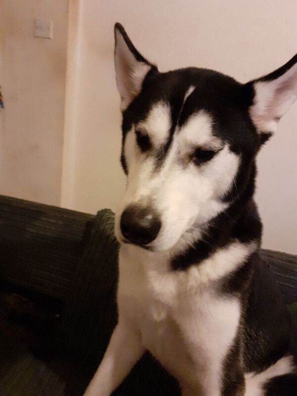 Husky for sale 16 month old aprox