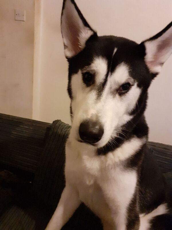 Husky for sale 16 month old aprox - Image 2 of 3