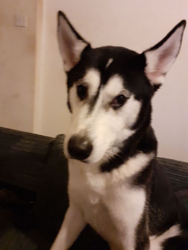 Husky for sale 16 month old aprox - Image 3 of 3