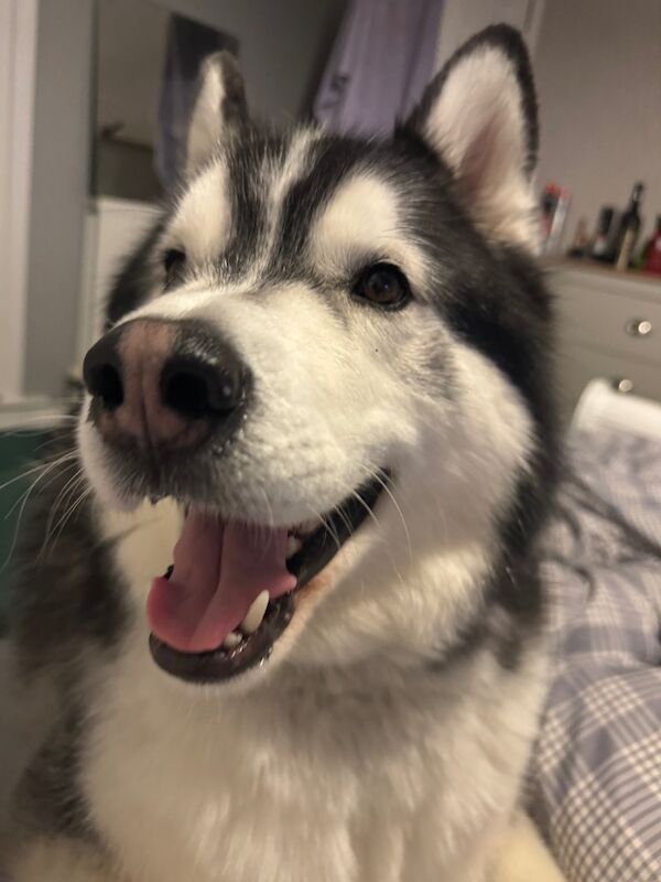 Husky free to good home. for sale in Kingston upon Hull, East Riding of Yorkshire | Image 2