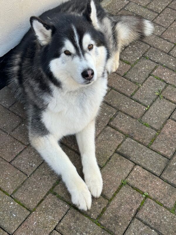 Husky free to good home. for sale in Kingston upon Hull, East Riding of Yorkshire | Image 3