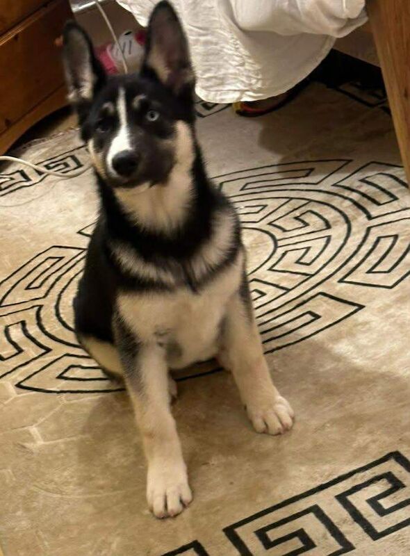 Siberian Husky puppies for sale in South East London, London – 10 weeks old