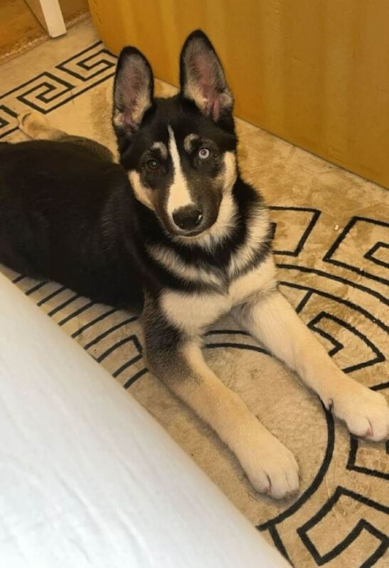 Siberian Husky puppies for sale in South East London, London – 10 weeks old - Image 2 of 4