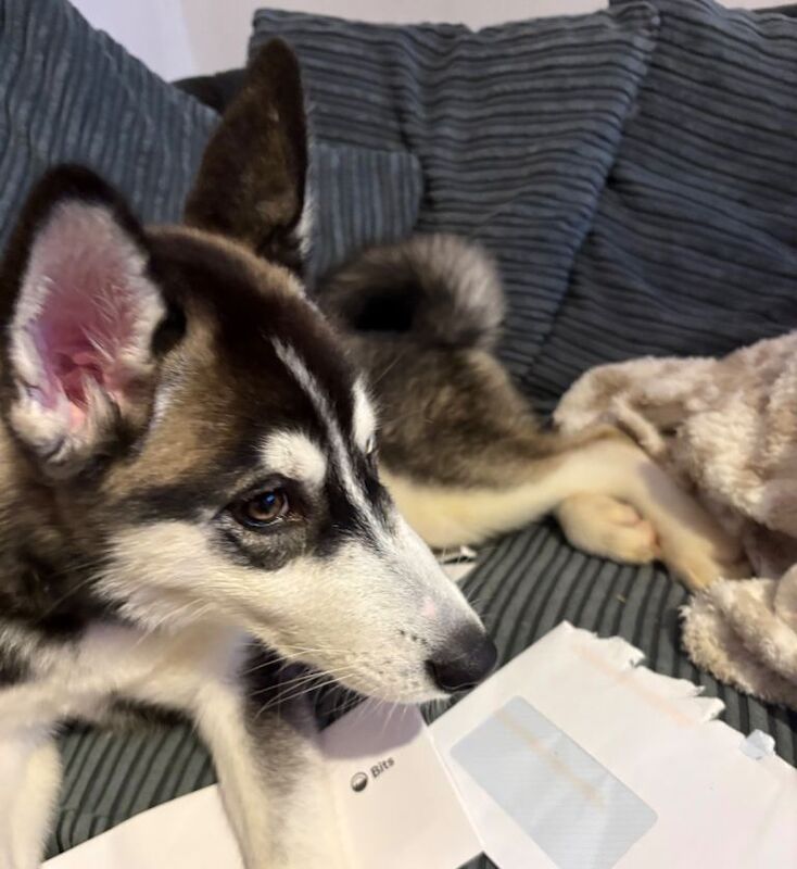 Siberian Husky puppies for sale in Carlton, Nottinghamshire – 9 months old