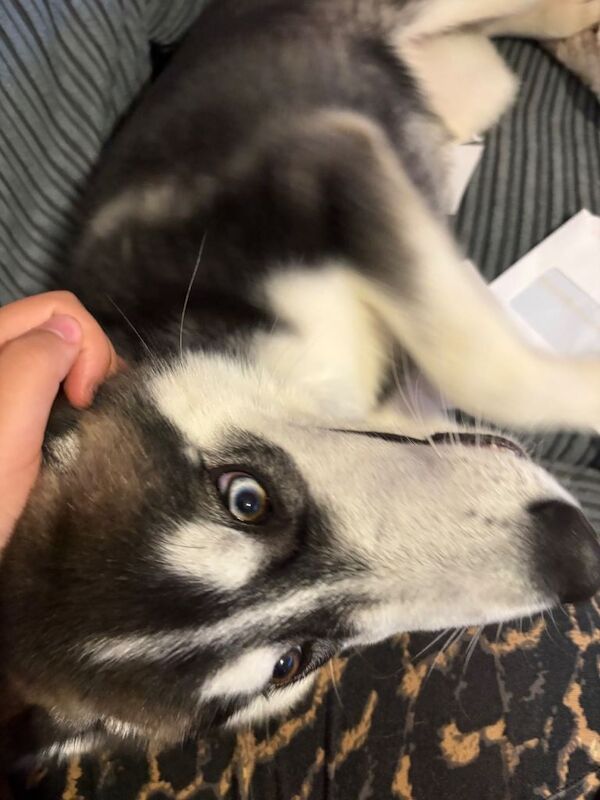 Husky looking for home - Image 2 of 4