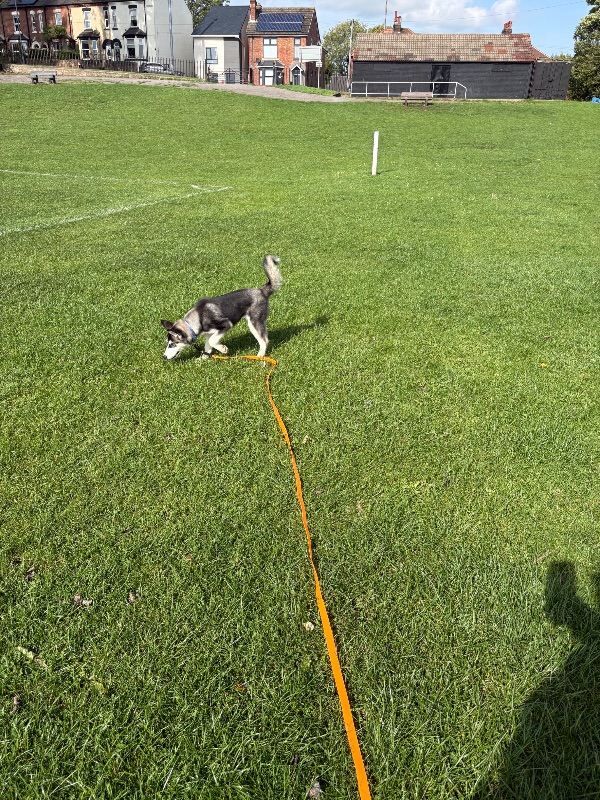 Husky looking for home - Image 3 of 4