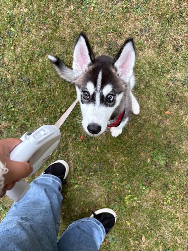 Husky looking for home - Image 4 of 4