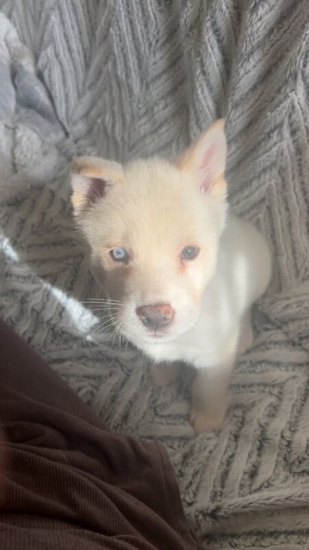 Siberian Husky puppies for sale in Bradford, West Yorkshire – 8 weeks old