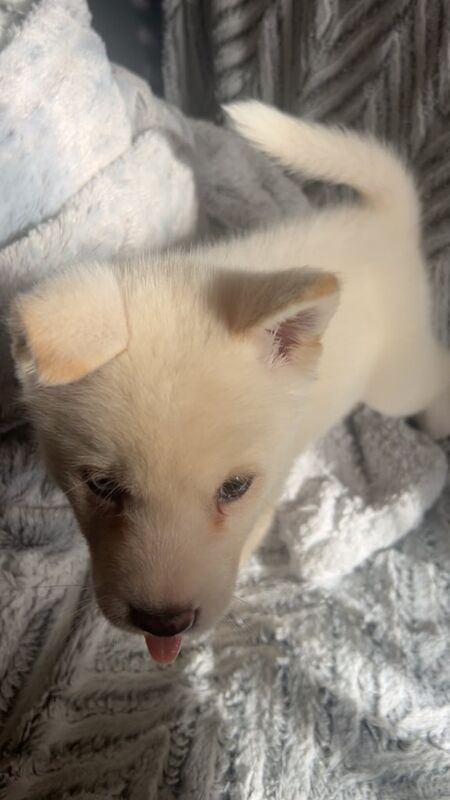 Siberian Husky puppies for sale in Bradford, West Yorkshire – 8 weeks old - Image 3 of 3