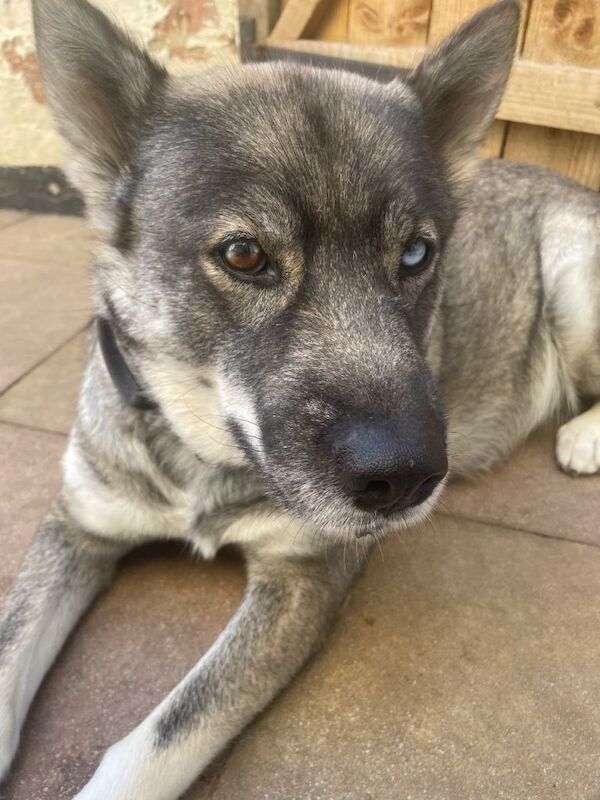 Siberian Husky Puppies For Sale Under £1,000