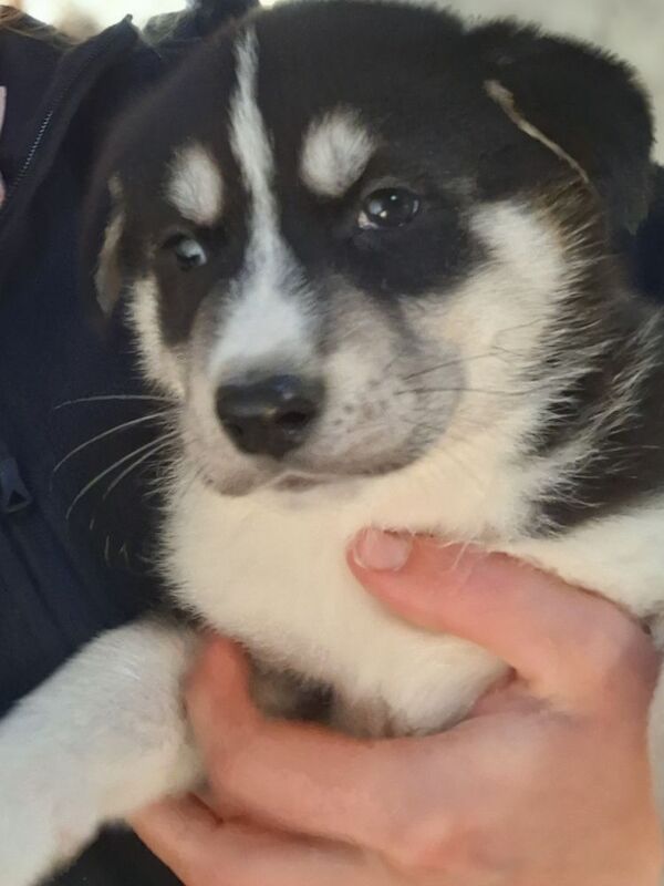 Siberian Husky puppies for sale in Derbyshire – 7 weeks old