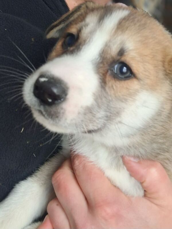 Siberian Husky puppies for sale in Derbyshire – 7 weeks old - Image 2 of 6