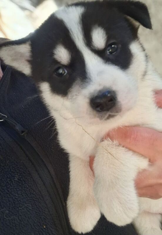 Siberian Husky puppies for sale in Derbyshire – 7 weeks old - Image 3 of 6