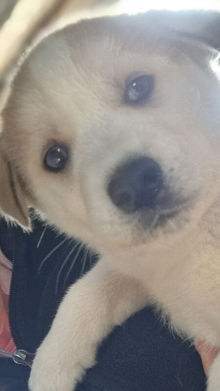 Siberian Husky puppies for sale in Derbyshire – 7 weeks old - Image 4 of 6