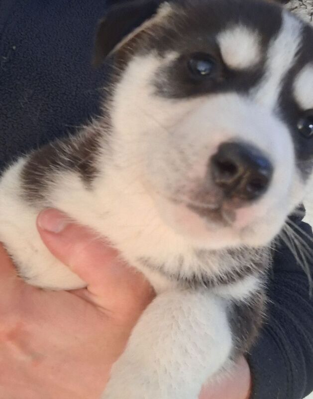 Siberian Husky puppies for sale in Derbyshire – 7 weeks old - Image 5 of 6