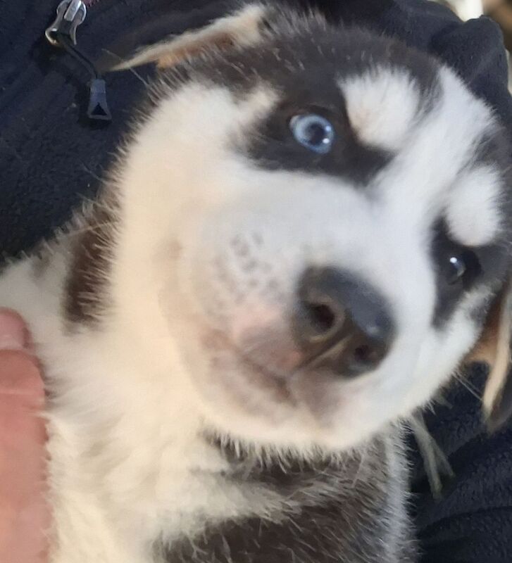 Siberian Husky puppies for sale in Derbyshire – 7 weeks old - Image 6 of 6
