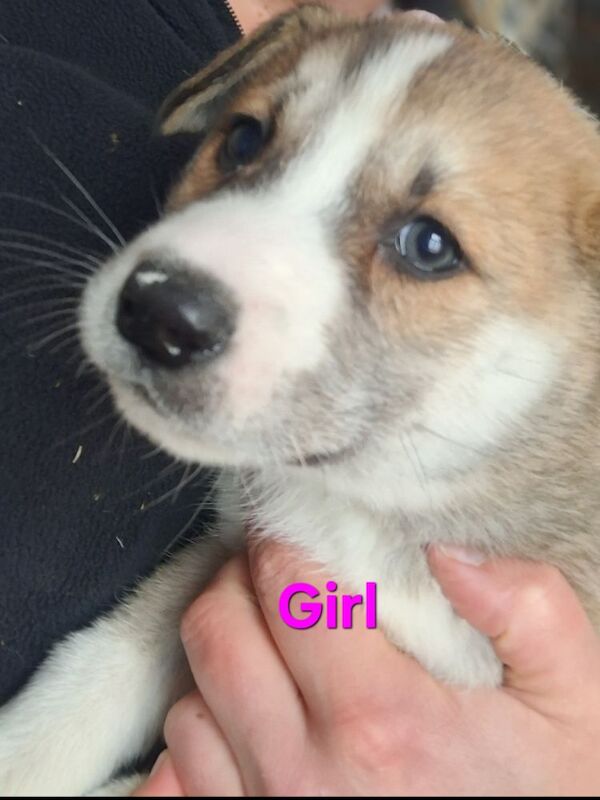 Siberian Husky puppies for sale in Derbyshire – 4 months old