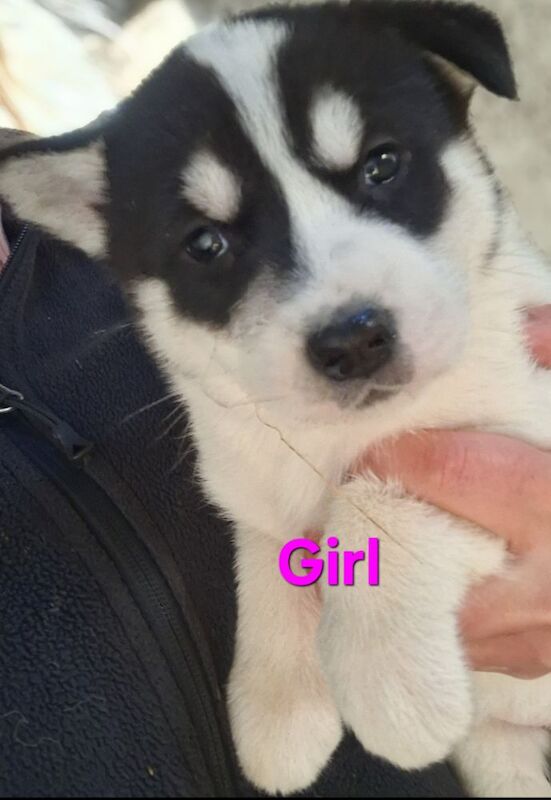 Siberian Husky puppies for sale in Derbyshire – 3 months old - Image 3 of 4