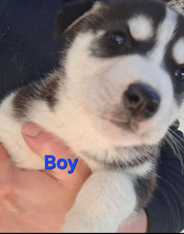 Siberian Husky puppies for sale in Derbyshire – 3 months old - Image 4 of 4
