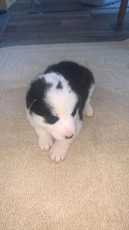 Husky puppies for sale in Dumbarton, Dunbartonshire - Image 2
