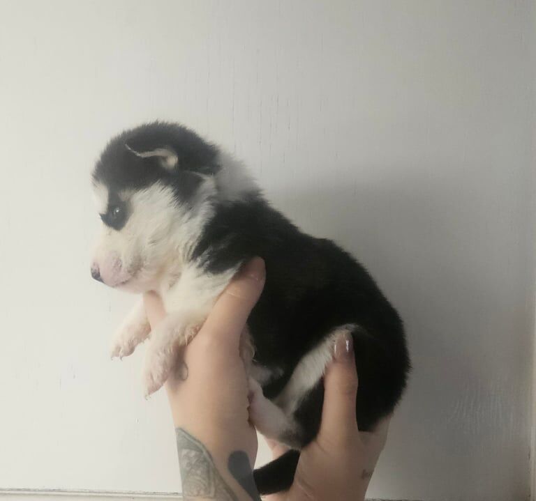 Siberian Husky puppies for sale in West Derby, Merseyside – 7 weeks old