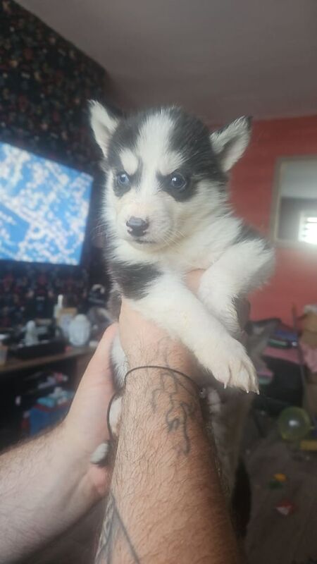 Siberian Husky puppies for sale in West Derby, Merseyside – 7 weeks old - Image 2 of 3