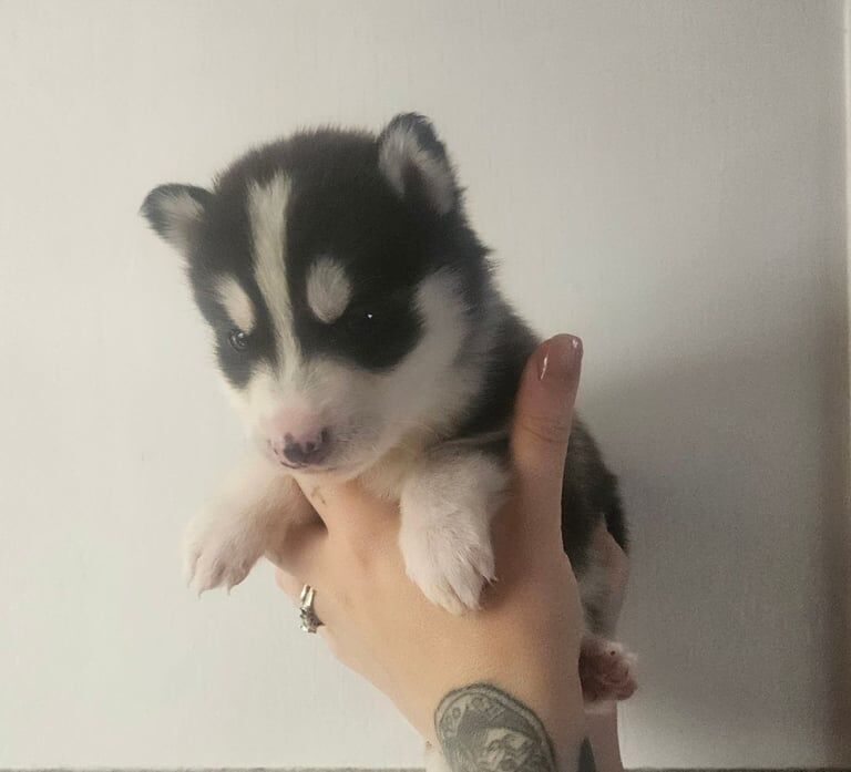 Siberian Husky puppies for sale in West Derby, Merseyside – 7 weeks old - Image 3 of 3