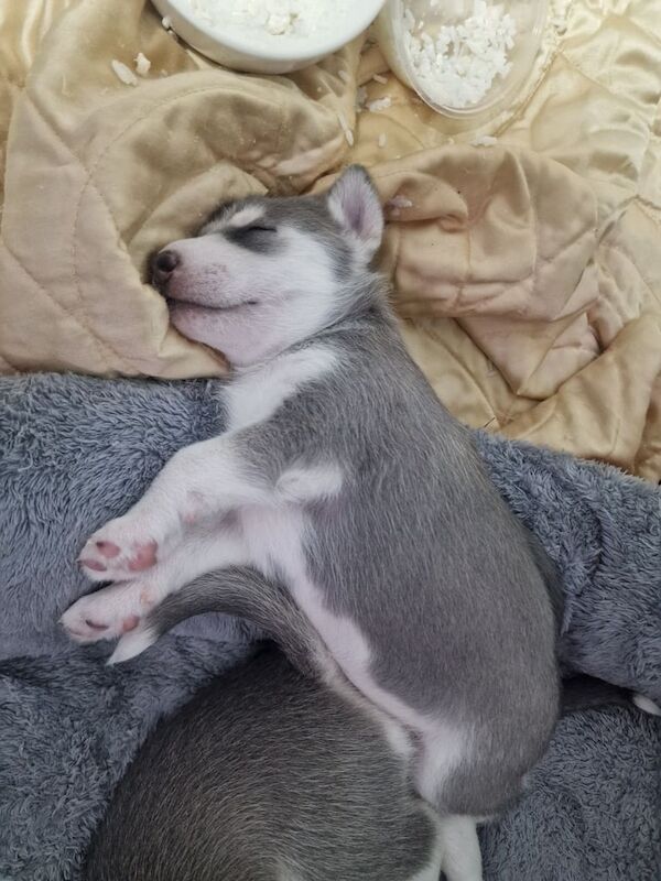 Siberian Husky puppies for sale in Worthing, West Sussex – 4 weeks old