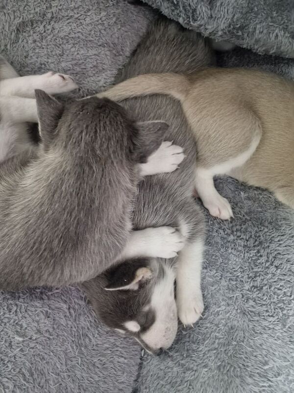 Siberian Husky puppies for sale in Worthing, West Sussex – 4 weeks old - Image 2 of 3