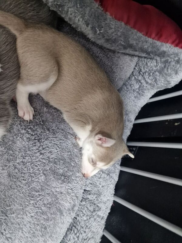 Siberian Husky puppies for sale in Worthing, West Sussex – 4 weeks old - Image 3 of 3