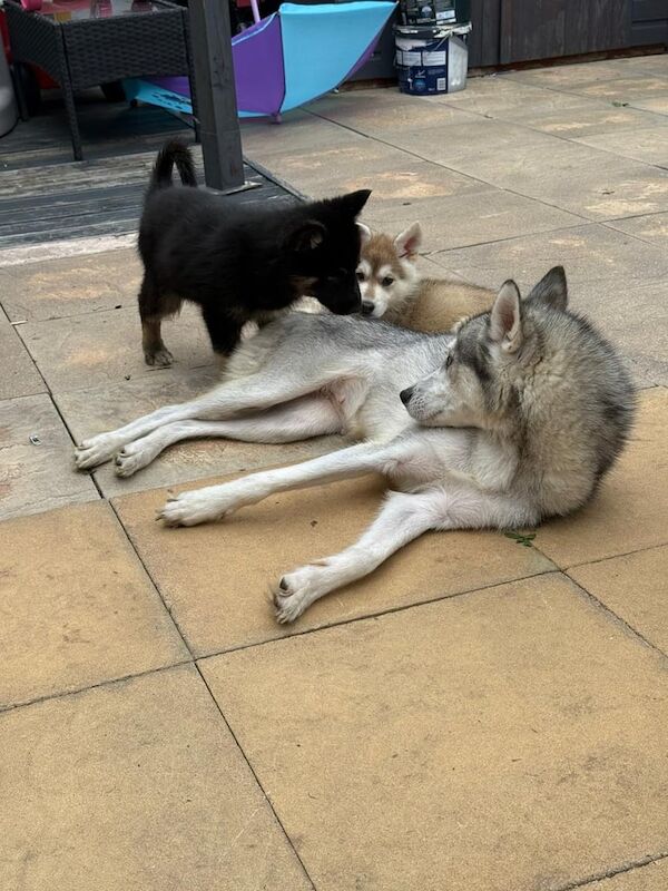 Siberian Husky puppies for sale in Walsall, West Midlands – 9 weeks old
