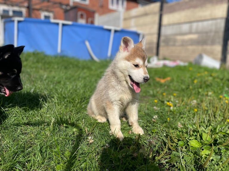 Siberian Husky puppies for sale in Walsall, West Midlands – 9 weeks old - Image 2 of 3