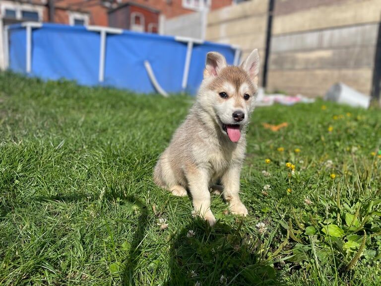 Siberian Husky puppies for sale in Walsall, West Midlands – 9 weeks old - Image 3 of 3