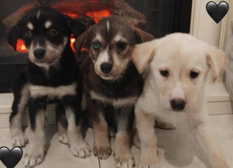 Siberian Husky puppies for sale in Barking, Greater London – 8 weeks old