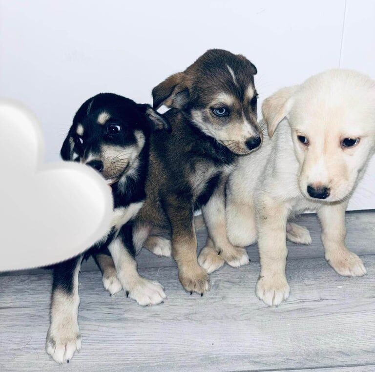 Siberian Husky puppies for sale in Barking, Greater London – 8 weeks old - Image 3 of 3