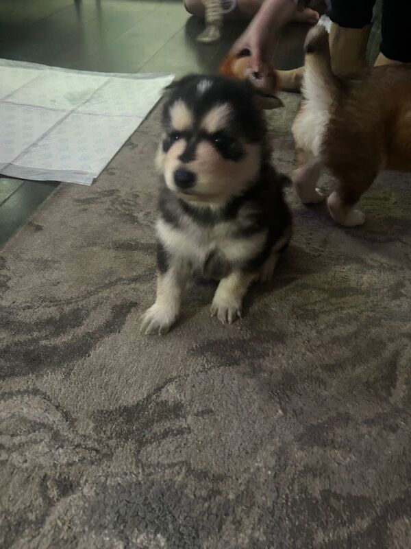 Siberian Husky puppies for sale in Rochester, Kent – 6 weeks old