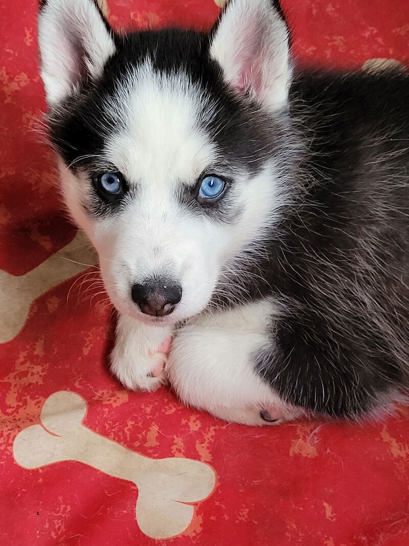 Blue Eyes Husky Puppy Girl Siberian Husky Puppy Months Old - Main Image