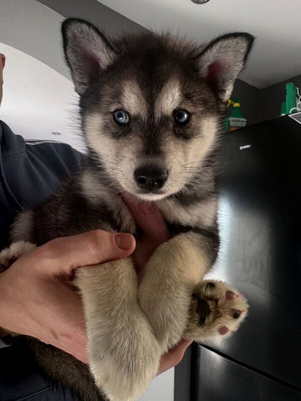 Husky Puppies For Sale