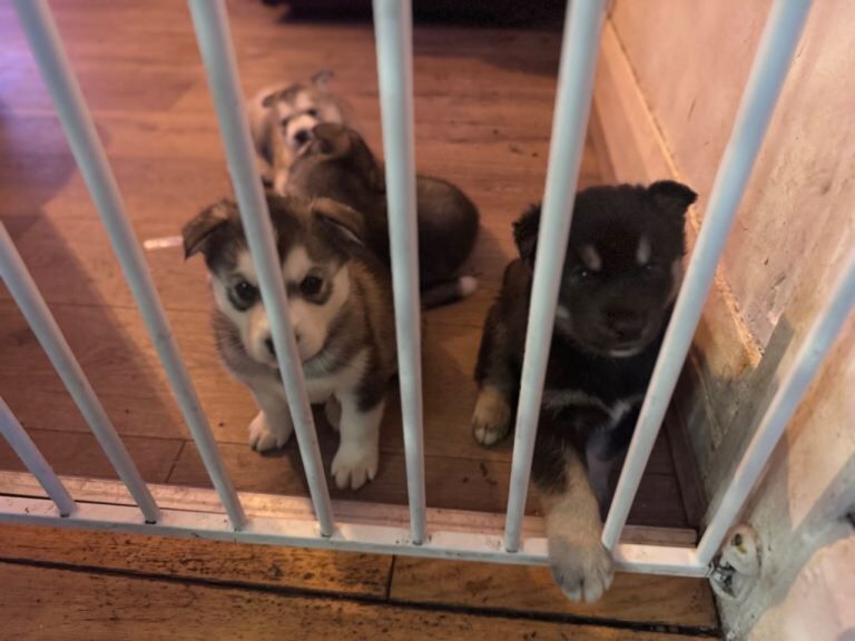 Siberian Husky puppies for sale in Bebington, Merseyside – 7 weeks old - Image 2 of 6