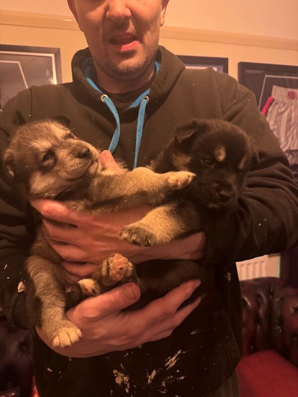 Siberian Husky puppies for sale in Bebington, Merseyside – 7 weeks old - Image 3 of 6